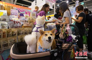 多彩贵州网 香港优质宠物用品展开幕