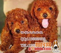 广州纯种泰迪出售 专业繁殖泰迪 名犬 宠物狗泰迪